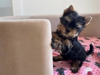 yorkie puppies available – Milwaukee