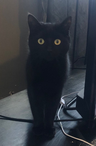23 week old black fluffy boy