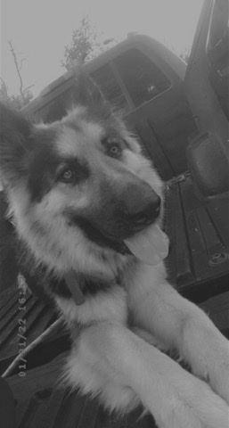German Shepherd – German Shepherd female