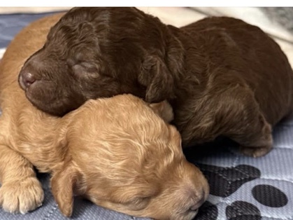 Cockapoo – F1b cockapoos for sale – Wrexham