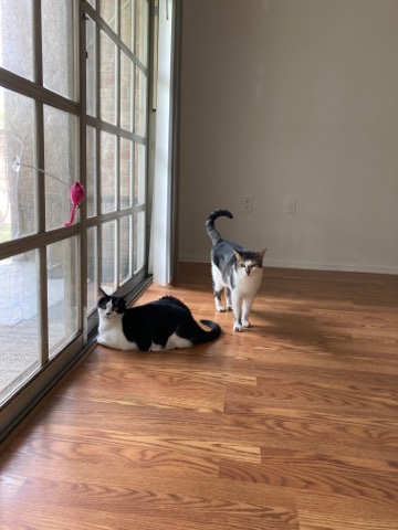 need a loving home for them