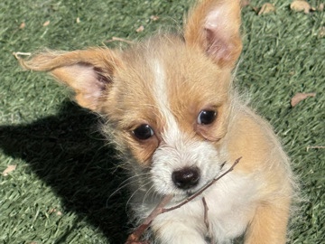 Image of Yorkshire Terrier