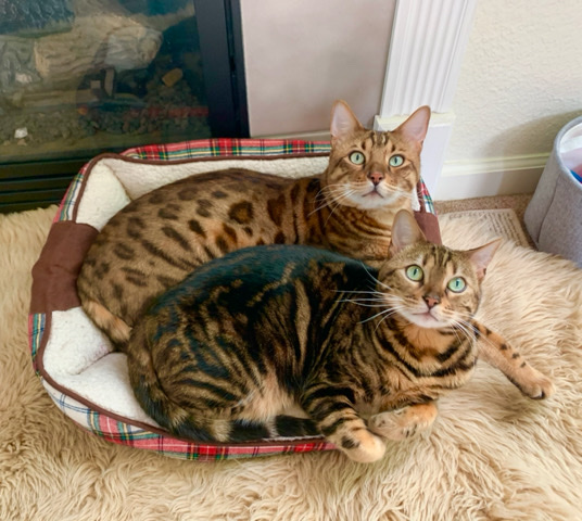 Bengal – 2 Bengal Cat siblings