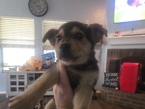 German Shepherd – nibbles – Blue Mound