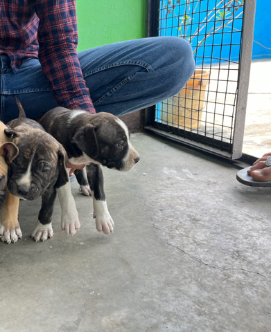 American Pit Bull Terrier – naughty name