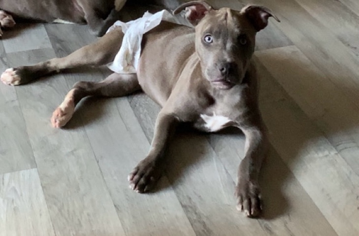 American Pit Bull Terrier – Rehoming