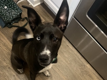 Bella – Greensboro