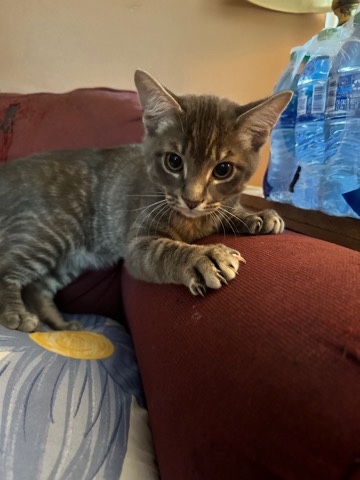kitten