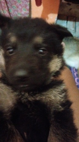 German Shepherd – german shepherd male and female are available