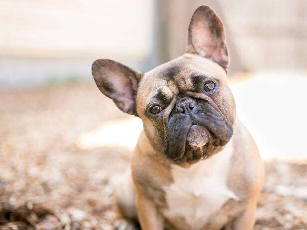 Bulldog – Home Dog