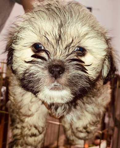 Shih Tzu – shitzu