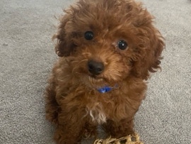 Poodle - Toy Poddle Puppy  available for adoption in Chicago