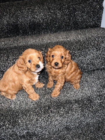 2 red females cavapoo