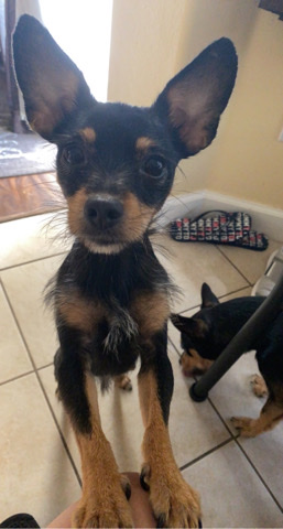 Miniature Pinscher – lily