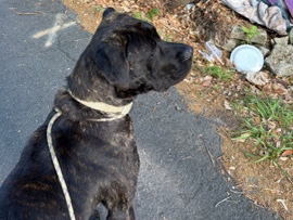 Perro de Presa Canario – presa canario – Tallahassee