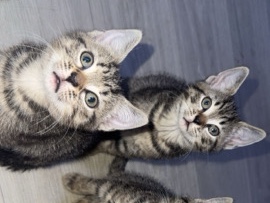 Beautiful mix kittens – Bromley