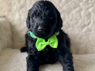 Goldendoodle – F1 Phantom Goldendoodle (male) – West Monroe