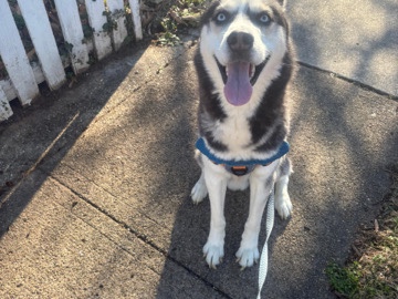 Siberian Husky – dog-Siberian husky – Mount Rainier