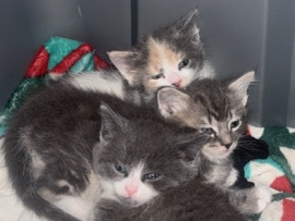 5 Week Old Domestic Medium Hair / Simba