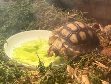Tortoise – Baby tortoise – North Charleston