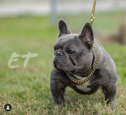 French Bulldog – Frenchie Puppies