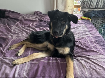 German Shepherd – female German shepherd – Bristol