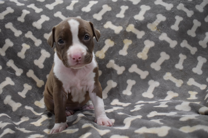 American Pit Bull Terrier – American Pit Bull Terrier