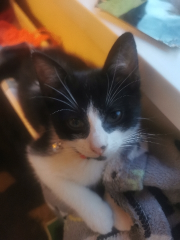 kittens