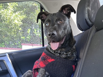 American Pit Bull Terrier – Beautiful and sweet Pitbull mix looking for a loving home – Los Angeles