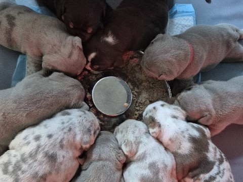 Bulldog - Beautiful Rainbow Litter Of New English Bulldogs available for adoption in Stamford