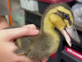 Any – FREE Baby Ducks