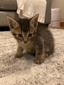 kitten