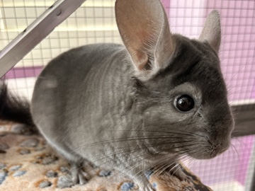 Chinchilla – chinchilla looking for new home – Rancho Cucamonga