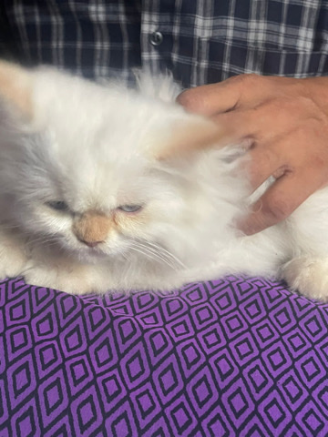 Persian (Traditional) – Persian cat