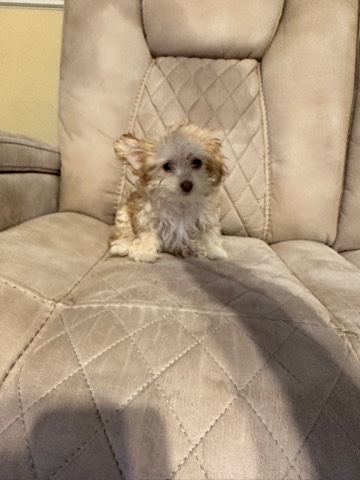 Maltese – Maltipoo Puppy Available