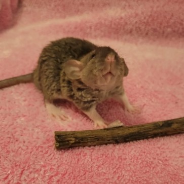 Any – Pet baby rats for rehoming