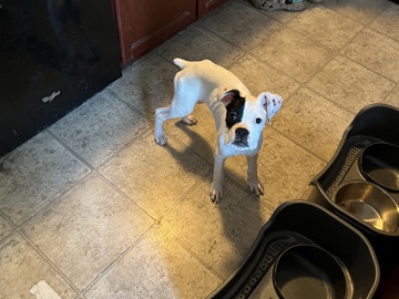 Boxer – Boxer Puppies – Thurmont