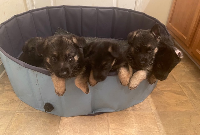 Old German Shepherd Dog – litter of German Shepard puppies