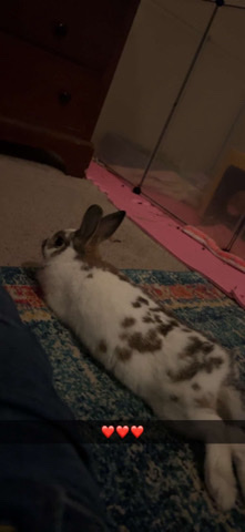 Sweet male bunny