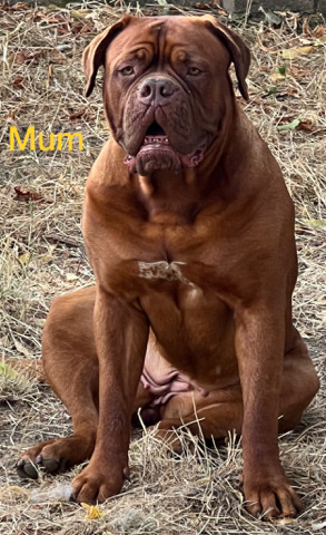 Dogue de Bordeaux – Show quality top pedigree and bloodline