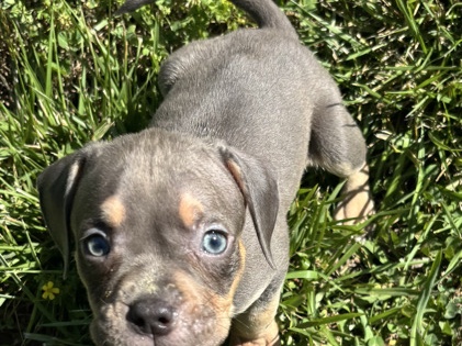American Pit Bull Terrier – American Bully – Gaffney