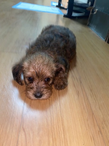 Yorkshire Terrier – Shmorky’s