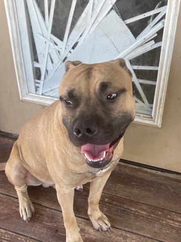 American Pit Bull Terrier – Mr Phobos
