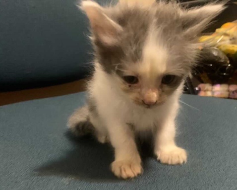 Adorable Kittens Looking for a New Home