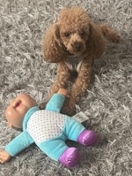 Meet GINO ***Mini Puddle
