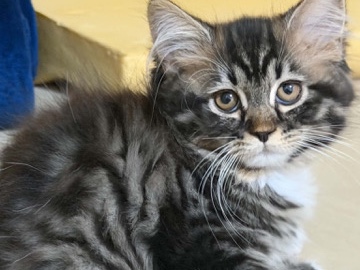 Adorable Young Kitten for Sale – Indoor & Child Friendly – Abu Dhabi – Abu Dhabi