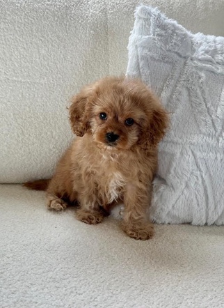 Poodle – Cavapoo, male. 12 weeks