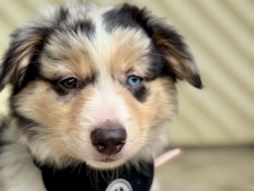 Calypso – 11-Week-Old Australian Shepherd Puppy