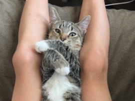 Others - furever home for el  available for adoption in Holly Springs