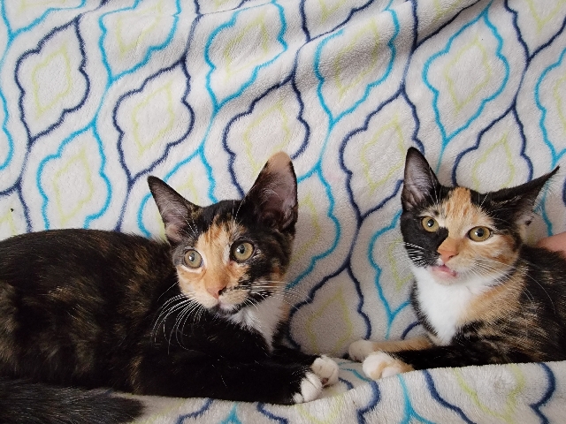 Kittens – Las Vegas
